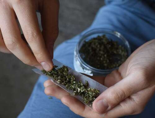 La legalizzazione non incrementa il consumo di cannabis, ecco perché. 