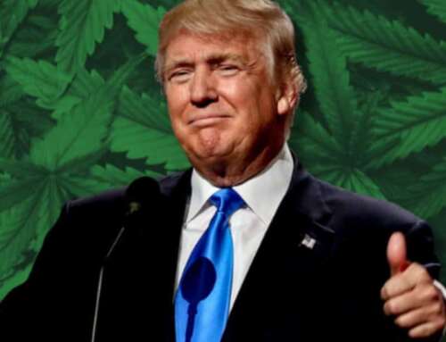 Cannabis e l’America di Trump: cosa aspettarsi nel 2025